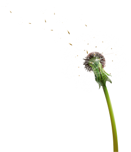 Dandelion PNG-12855